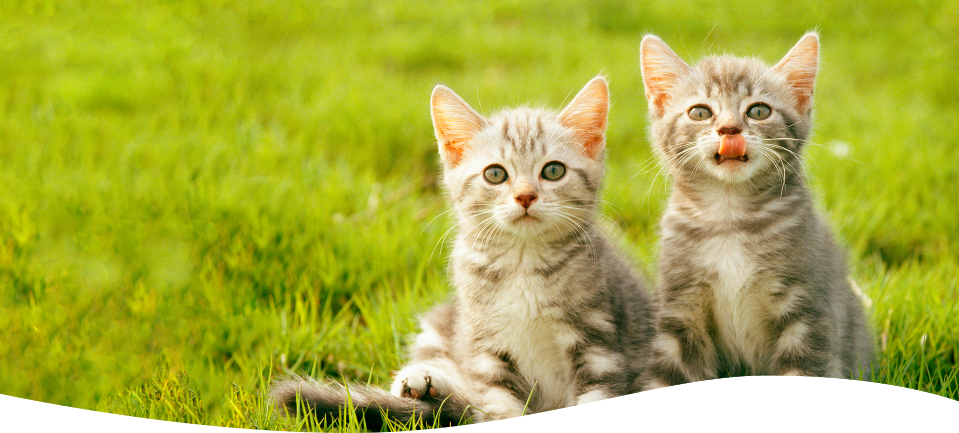 湘南台セントラル動物病院