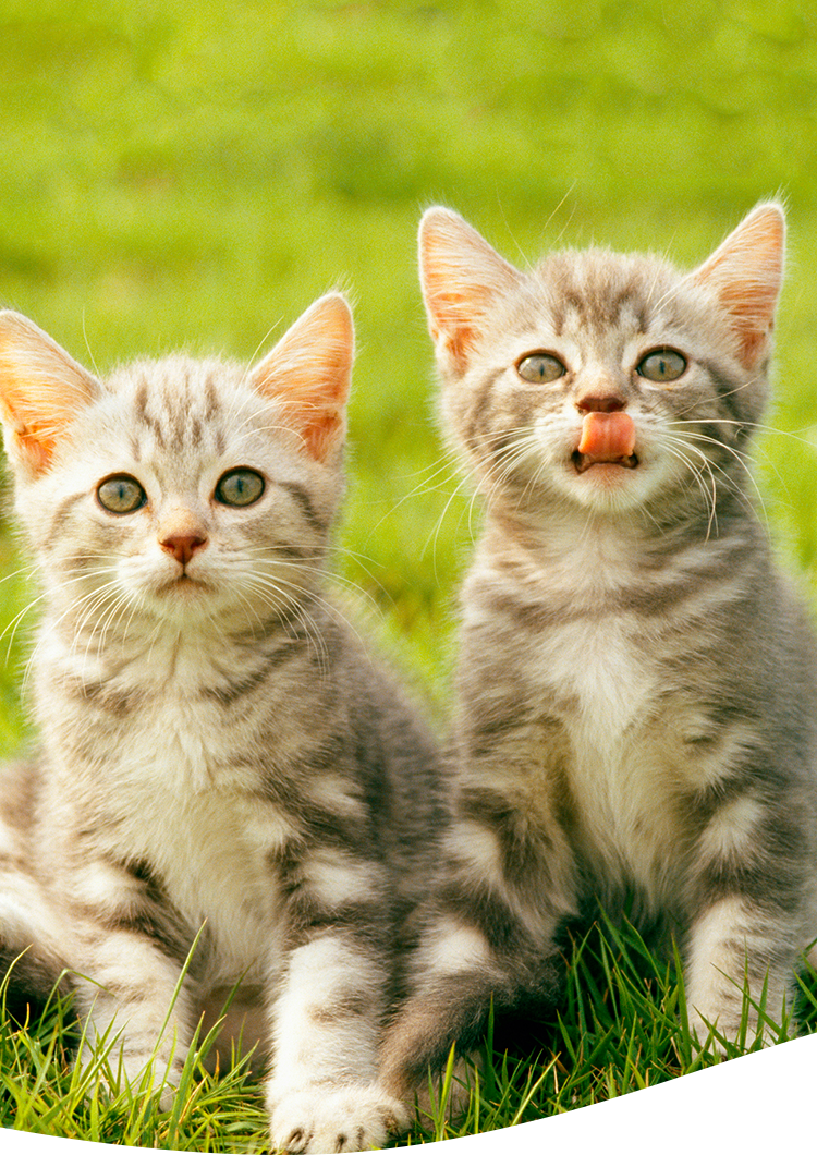 湘南台セントラル動物病院