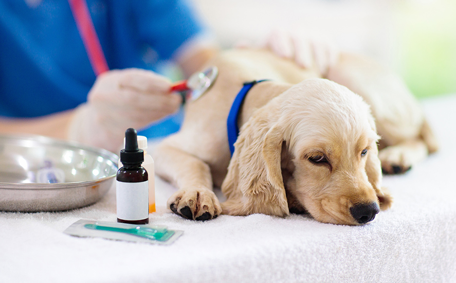 診療日のご案内