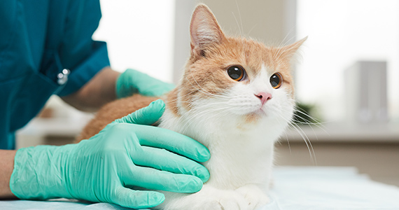 医師＆スタッフ紹介